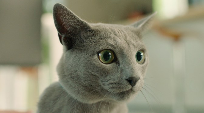 Taido Finland proudly presents!